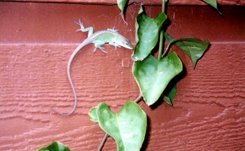 Green Lizard