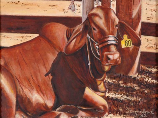 Red Brangus Heifer 